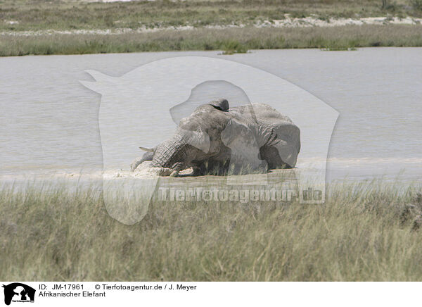 Afrikanischer Elefant / JM-17961