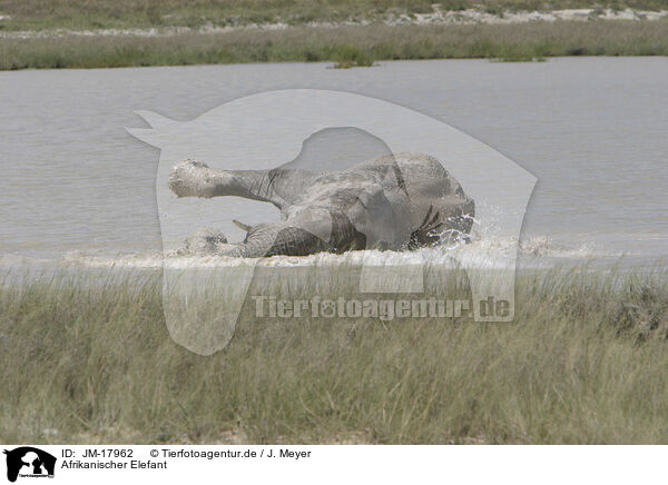 Afrikanischer Elefant / African elephant / JM-17962