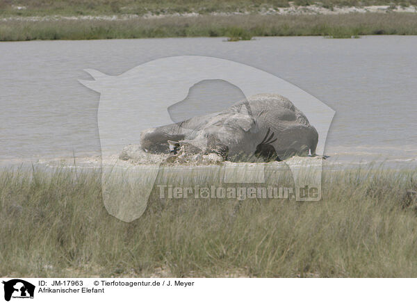 Afrikanischer Elefant / African elephant / JM-17963