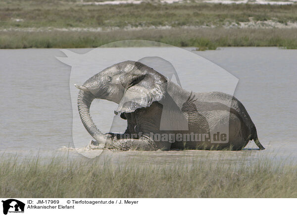 Afrikanischer Elefant / African elephant / JM-17969