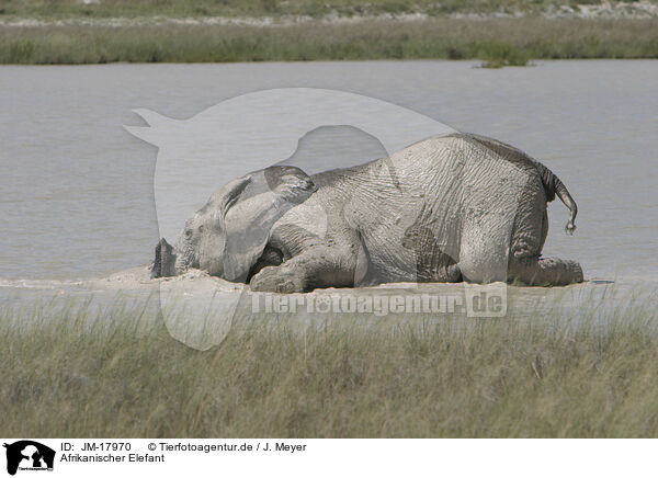 Afrikanischer Elefant / African elephant / JM-17970