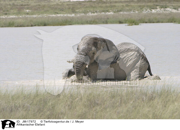 Afrikanischer Elefant / African elephant / JM-17972