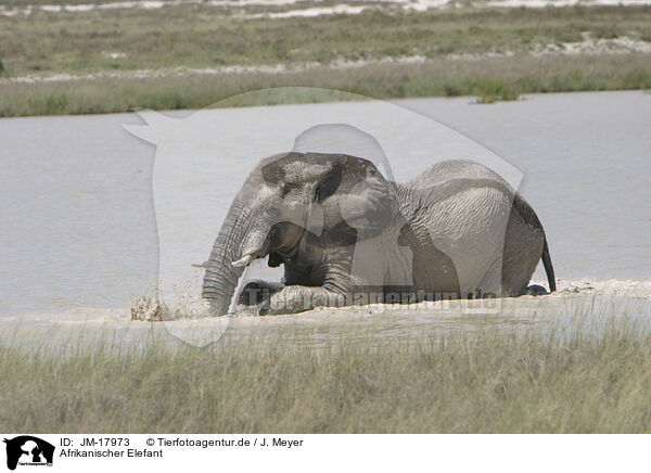 Afrikanischer Elefant / African elephant / JM-17973