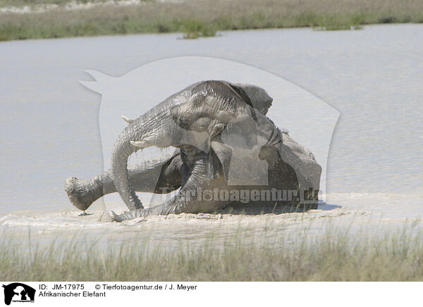 Afrikanischer Elefant / JM-17975