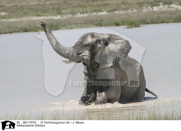 Afrikanischer Elefant / JM-17976