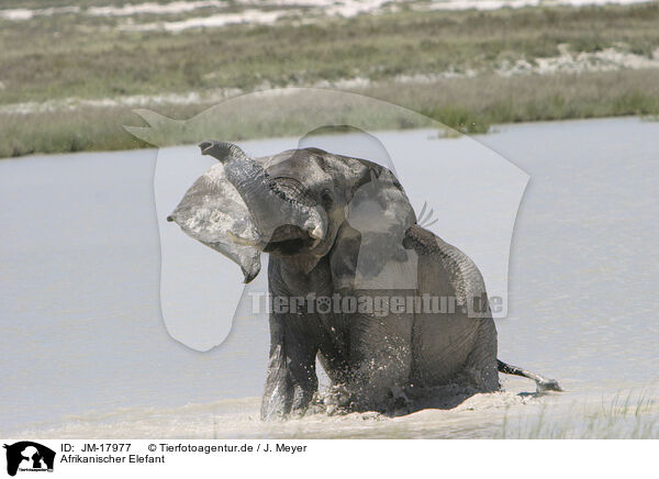 Afrikanischer Elefant / African elephant / JM-17977