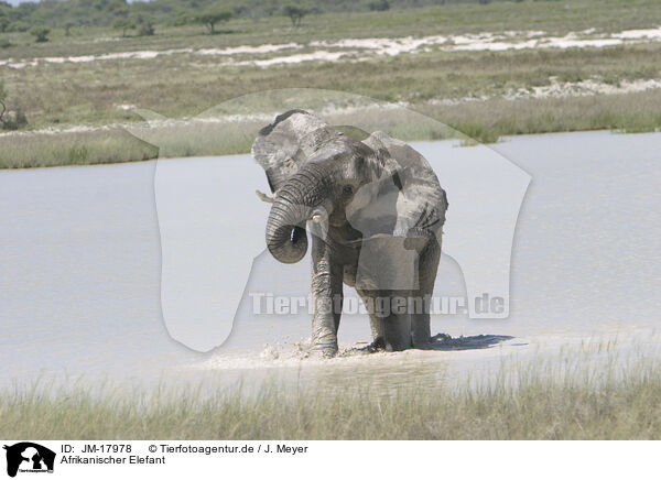 Afrikanischer Elefant / African elephant / JM-17978
