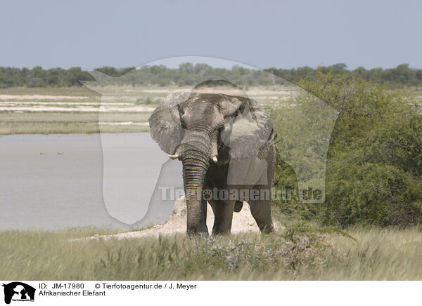 Afrikanischer Elefant / African elephant / JM-17980