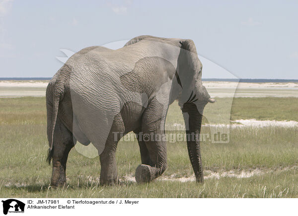 Afrikanischer Elefant / JM-17981