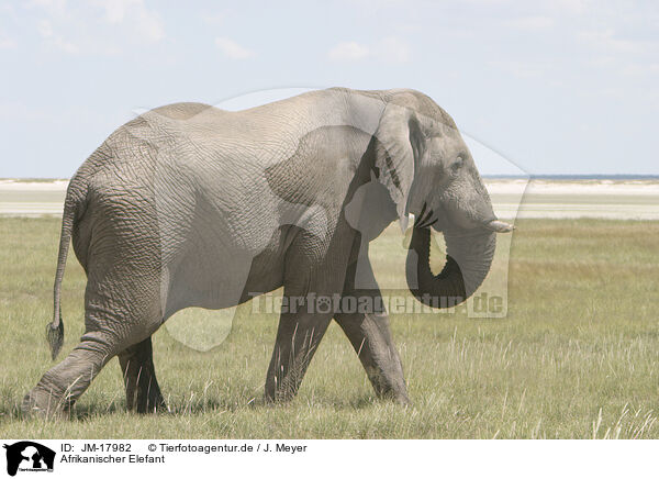 Afrikanischer Elefant / African elephant / JM-17982