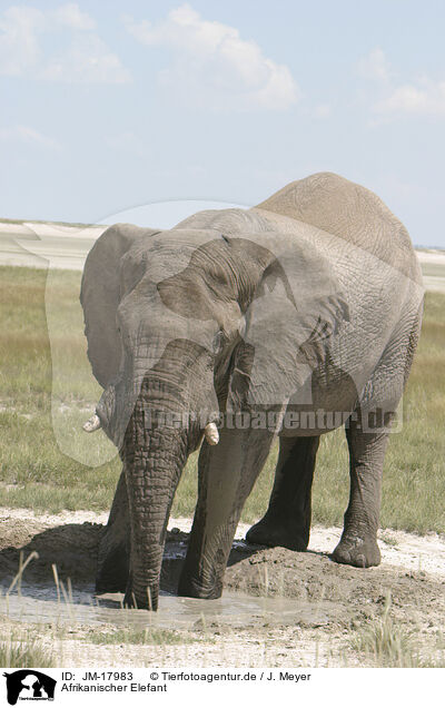 Afrikanischer Elefant / African elephant / JM-17983