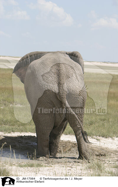 Afrikanischer Elefant / African elephant / JM-17984