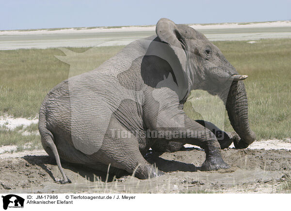 Afrikanischer Elefant / African elephant / JM-17986