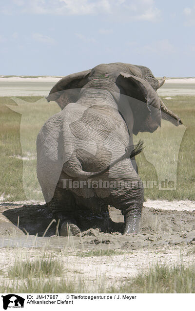 Afrikanischer Elefant / African elephant / JM-17987