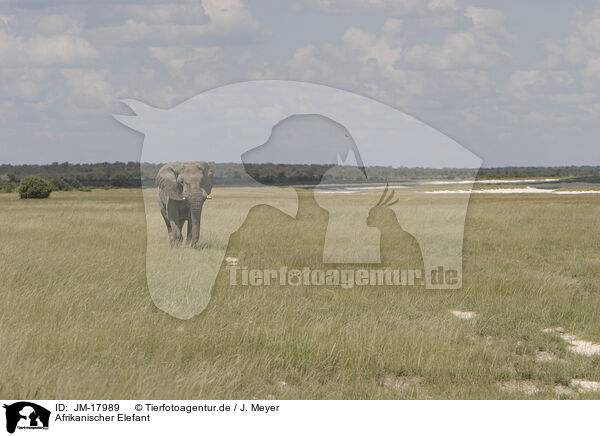 Afrikanischer Elefant / JM-17989