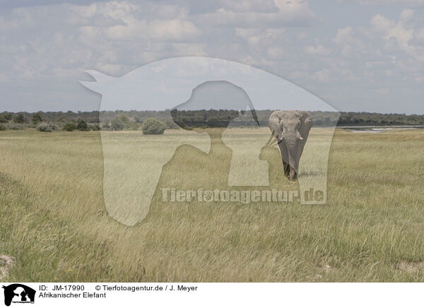 Afrikanischer Elefant / African elephant / JM-17990