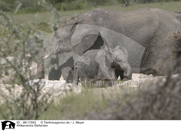 Afrikanische Elefanten / African elephants / JM-17993