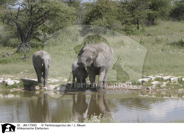 Afrikanische Elefanten / African elephants / JM-17995