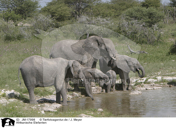 Afrikanische Elefanten / African elephants / JM-17998