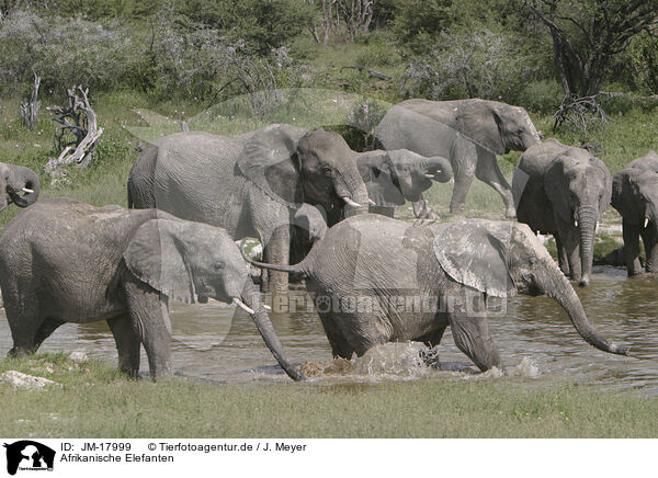 Afrikanische Elefanten / JM-17999