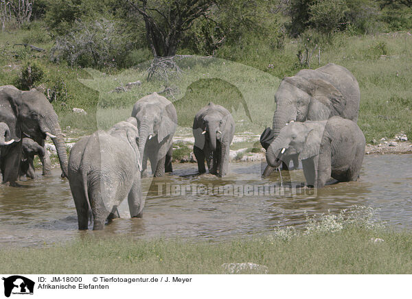Afrikanische Elefanten / JM-18000