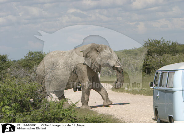 Afrikanischer Elefant / African elephant / JM-18001