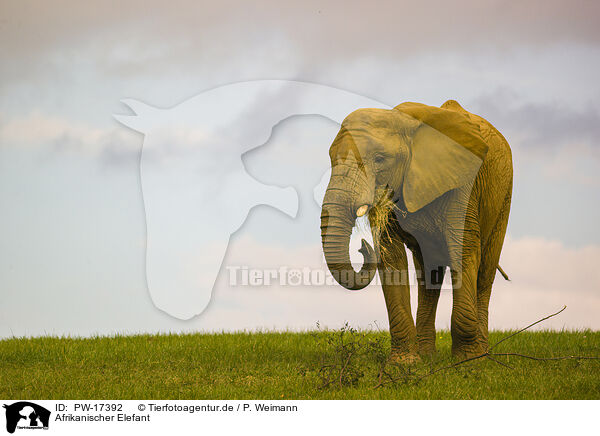Afrikanischer Elefant / African elephant / PW-17392