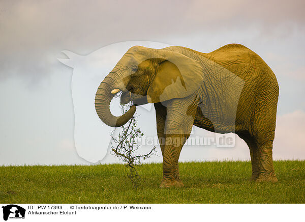 Afrikanischer Elefant / African elephant / PW-17393