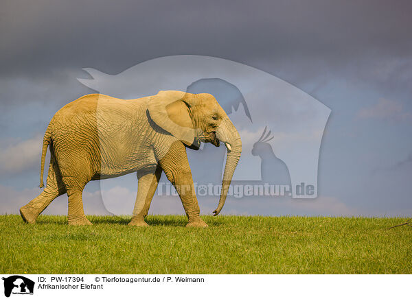 Afrikanischer Elefant / African elephant / PW-17394