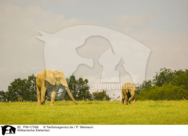 Afrikanische Elefanten / PW-17398