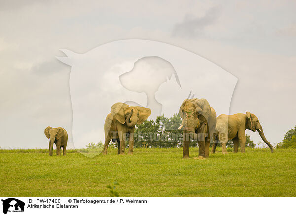 Afrikanische Elefanten / African elephants / PW-17400