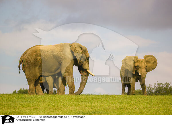 Afrikanische Elefanten / PW-17402