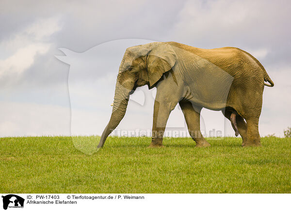 Afrikanische Elefanten / African elephants / PW-17403