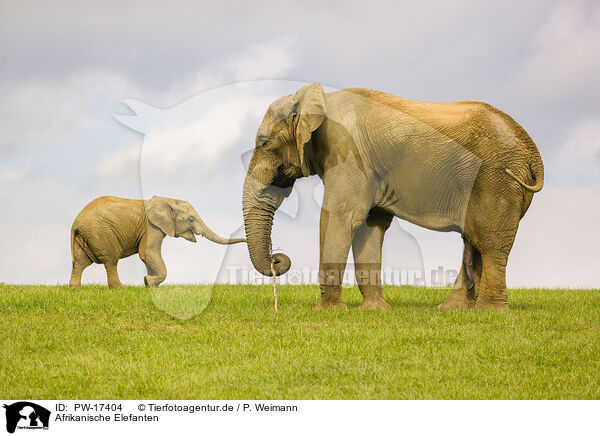 Afrikanische Elefanten / African elephants / PW-17404