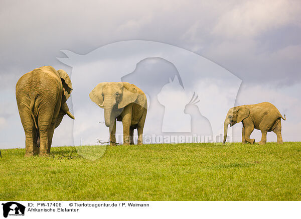 Afrikanische Elefanten / PW-17406