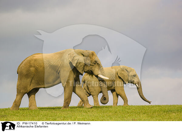 Afrikanische Elefanten / African elephants / PW-17410