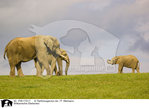 Afrikanische Elefanten / PW-17411