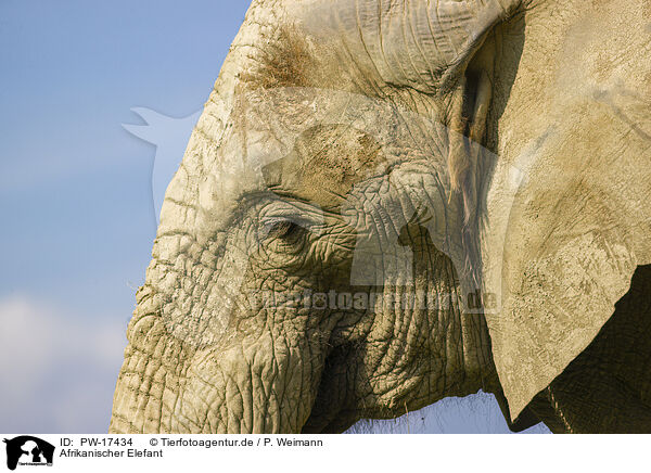 Afrikanischer Elefant / African elephant / PW-17434
