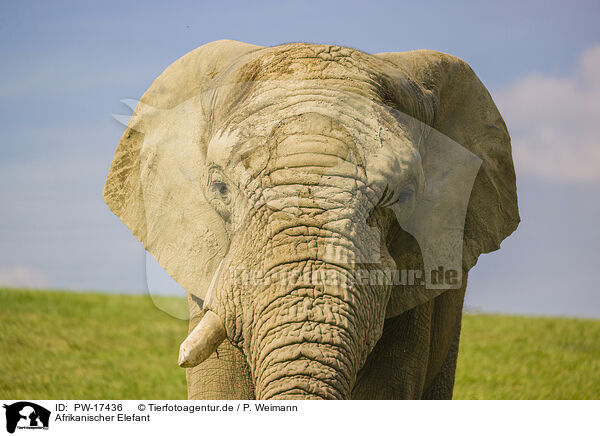 Afrikanischer Elefant / PW-17436