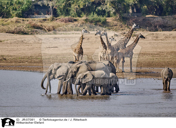 Afrikanischer Elefant / African Elephant / JR-07081