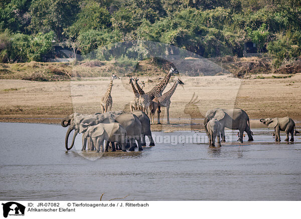 Afrikanischer Elefant / JR-07082