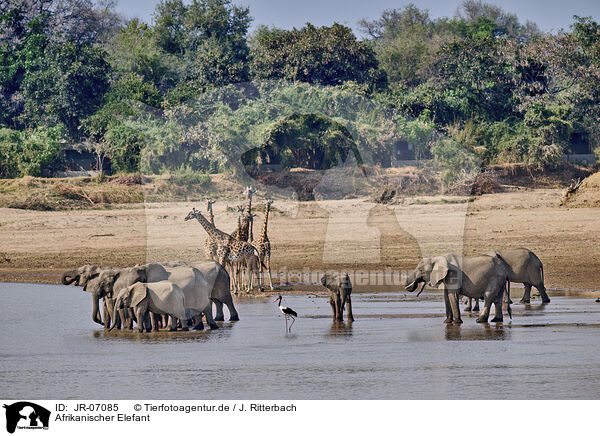 Afrikanischer Elefant / African Elephant / JR-07085