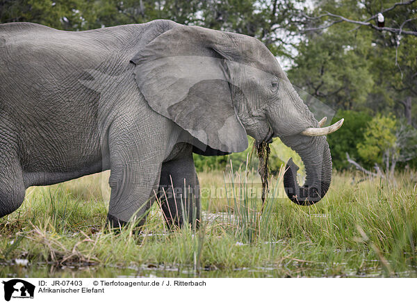 Afrikanischer Elefant / African Elephant / JR-07403