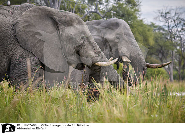 Afrikanischer Elefant / African Elephant / JR-07406