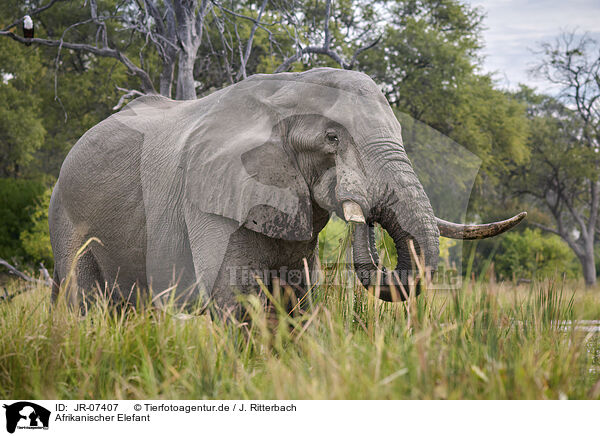 Afrikanischer Elefant / African Elephant / JR-07407
