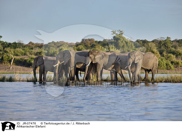 Afrikanischer Elefant / African Elephant / JR-07476