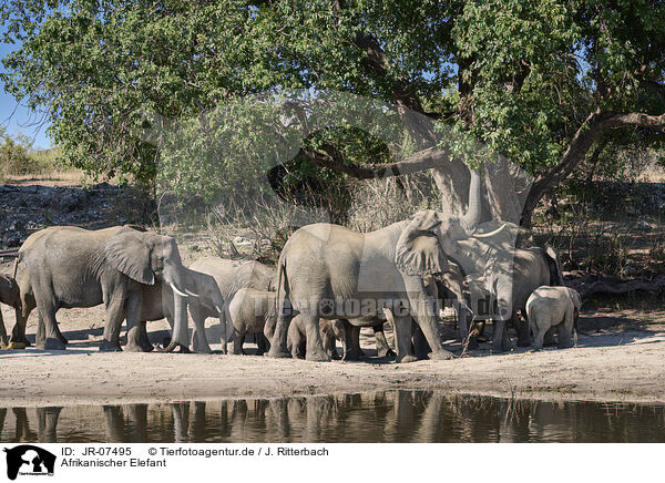 Afrikanischer Elefant / JR-07495