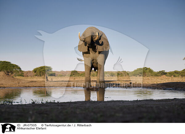 Afrikanischer Elefant / African Elephant / JR-07505