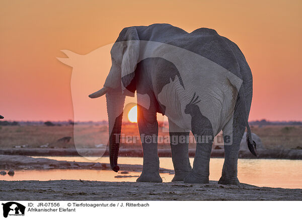 Afrikanischer Elefant / African Elephant / JR-07556