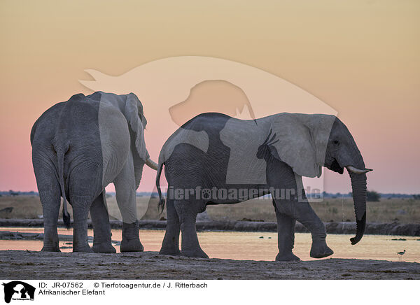 Afrikanischer Elefant / African Elephant / JR-07562